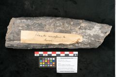 Foto (Objekt + Etikett) von Calamites communis Ettingshausen (NHMW-GEO-2024-0188-10957)